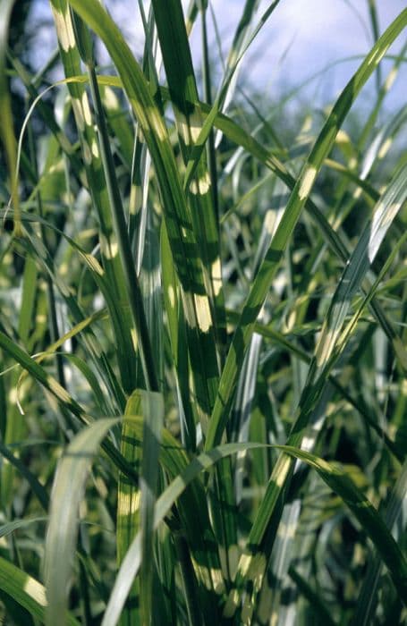 zebra grass