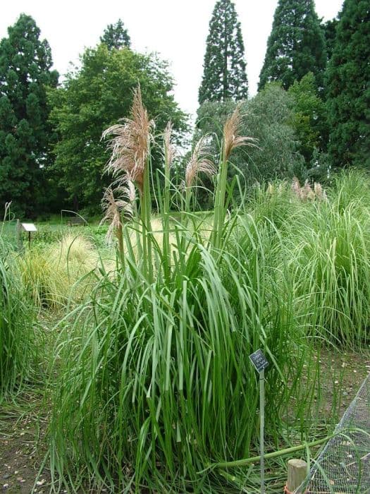 pampas grass 'Pink Feather'