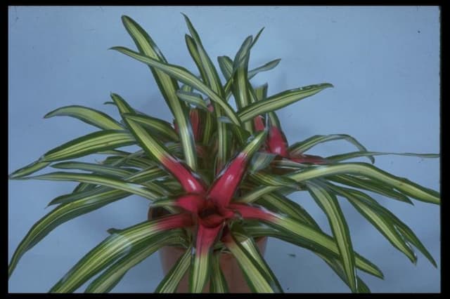 Three-coloured blushing bromeliad