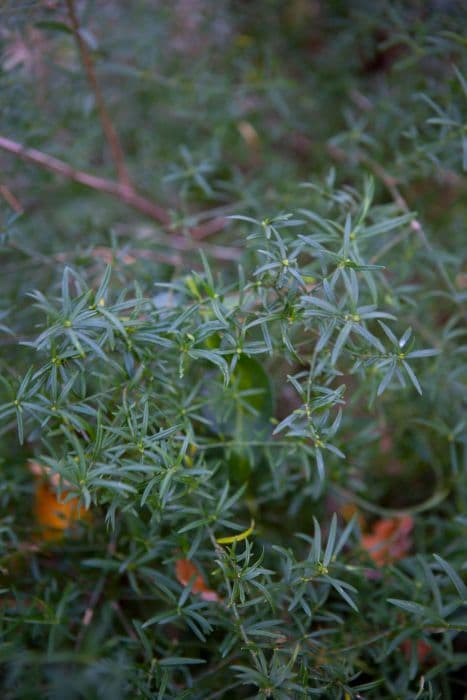 Turkestan dwarf spindle