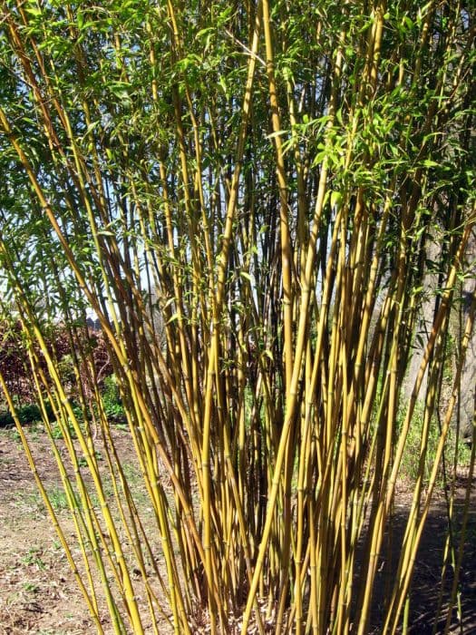 green-glaucous bamboo