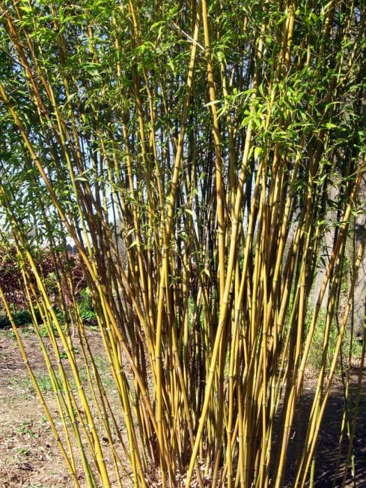 Green-glaucous bamboo