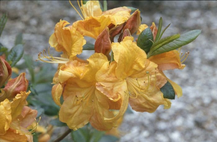 rhododendron 'Klondyke'