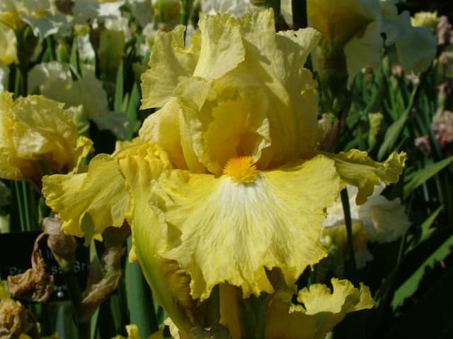 Iris 'Sparkling Lemonade'