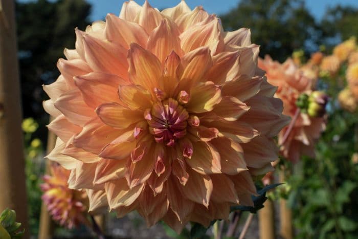 dahlia 'John Hill'