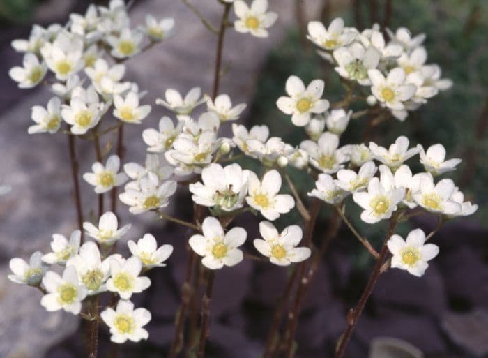 lifelong saxifrage 'Lagraveana'