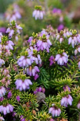 Heather 'Hilletje'