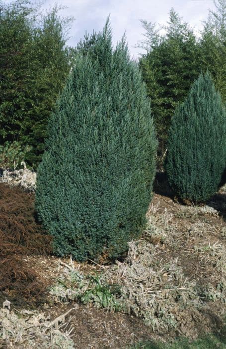 Chinese juniper 'Pyramidalis'