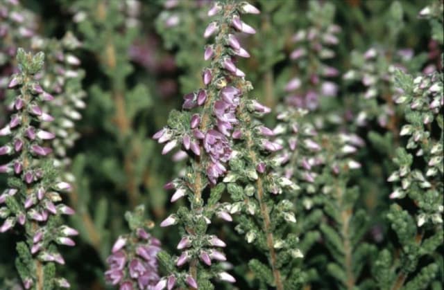 Heather 'Kerstin'