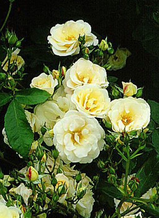 rose 'Hakuun'