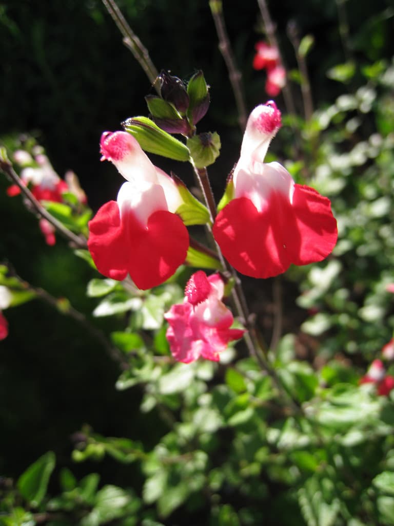 sage 'Hot Lips'