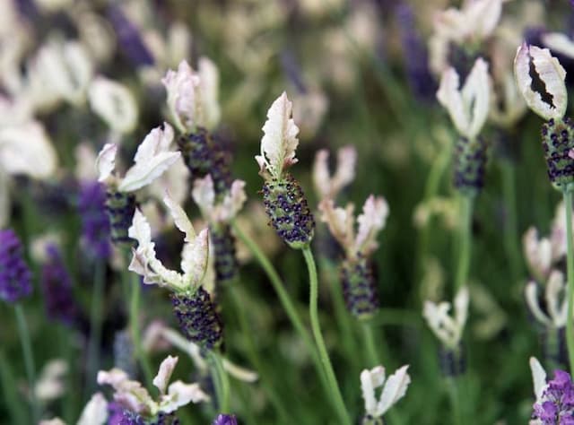 Lavender 'Ballerina'