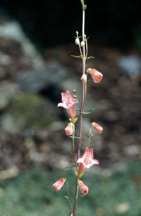 equal-leaved penstemon