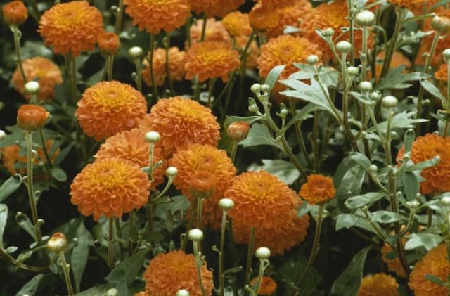 Chrysanthemum [Mirage]
