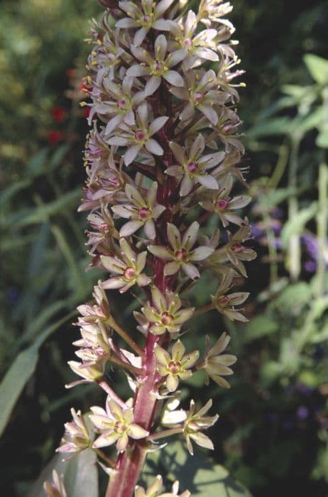 pineapple lily 'Sparkling Burgundy'