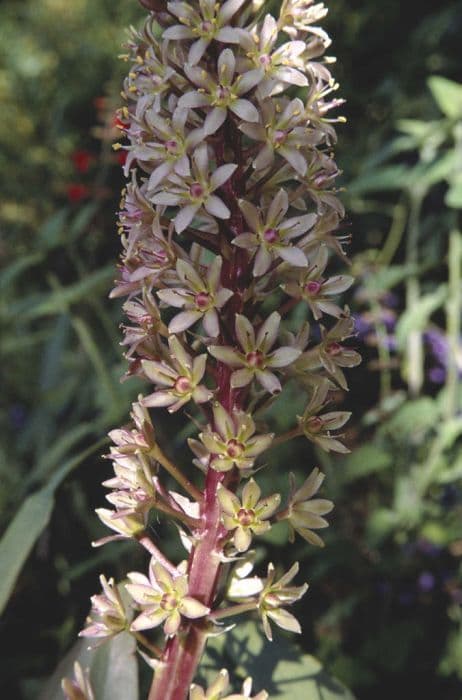 Pineapple lily 'Sparkling Burgundy'