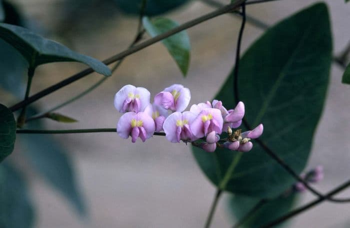 coral pea 'Rosea'
