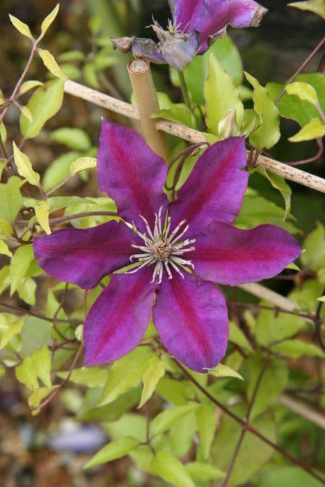 clematis [Picardy]