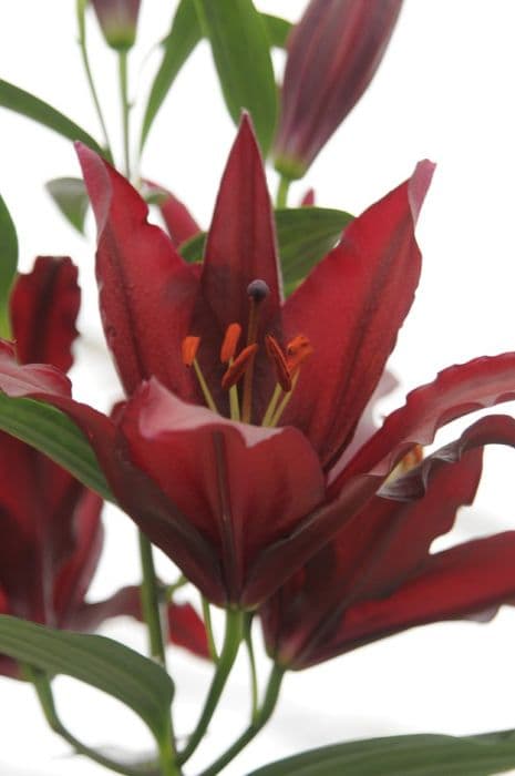 lily 'Firebolt'