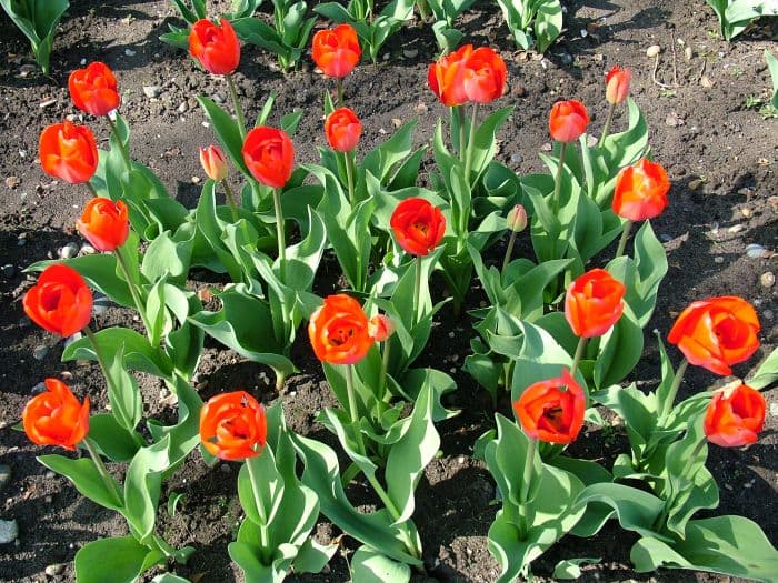 tulip 'Oxford'