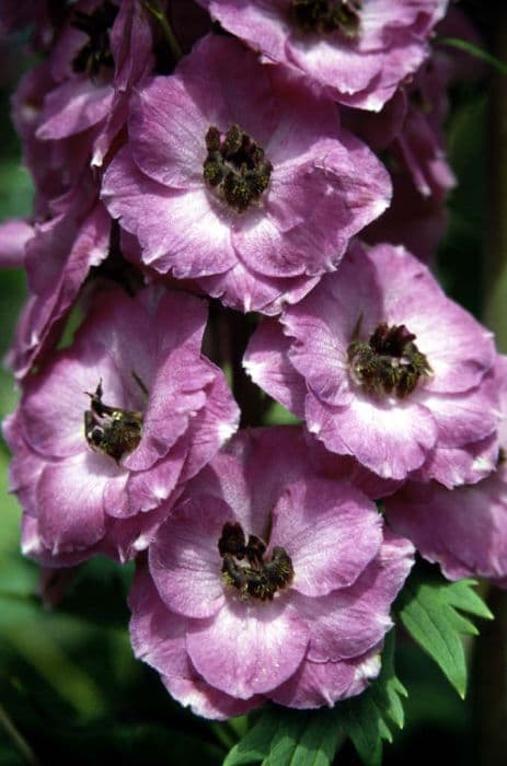 delphinium 'Lucia Sahin'