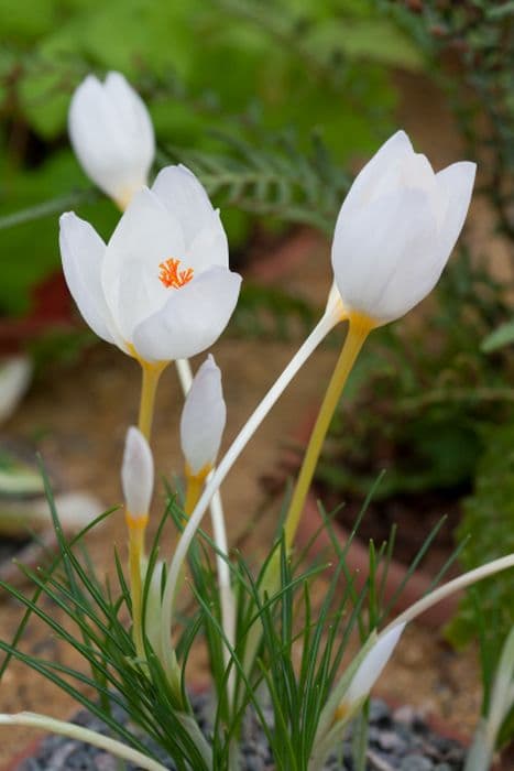 snow-white crocus