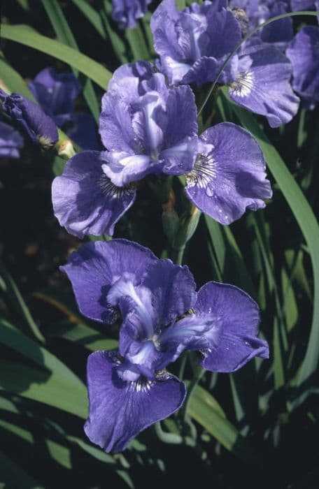 Siberian iris 'Glanusk'