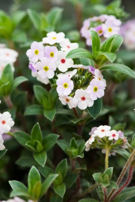 woolly rock jasmine