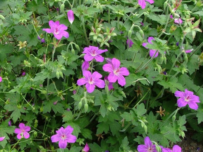 cranesbill 'Lakwijk Star'