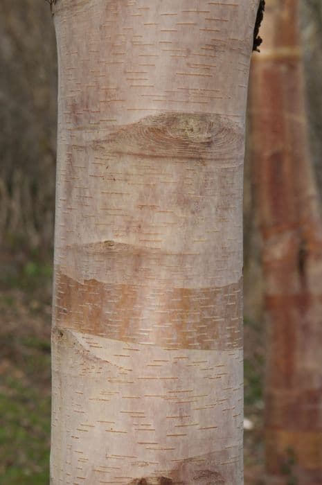 Chinese red birch 'Pink Champagne'