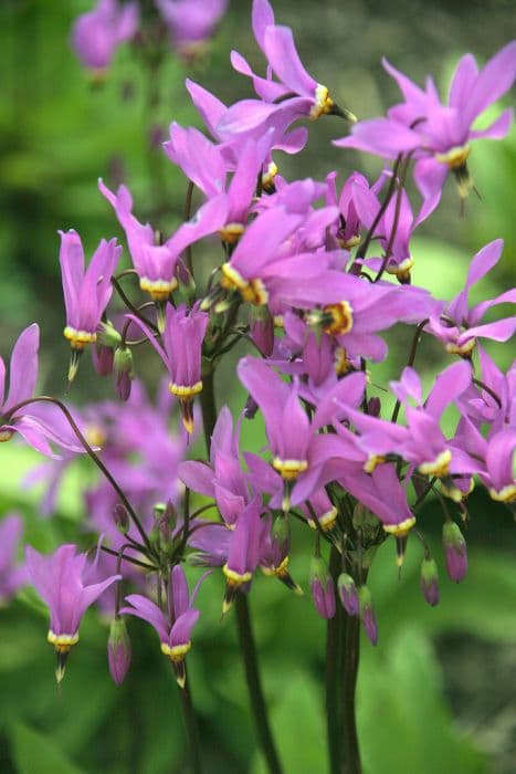 dark-throat shooting star 'Red Wings'