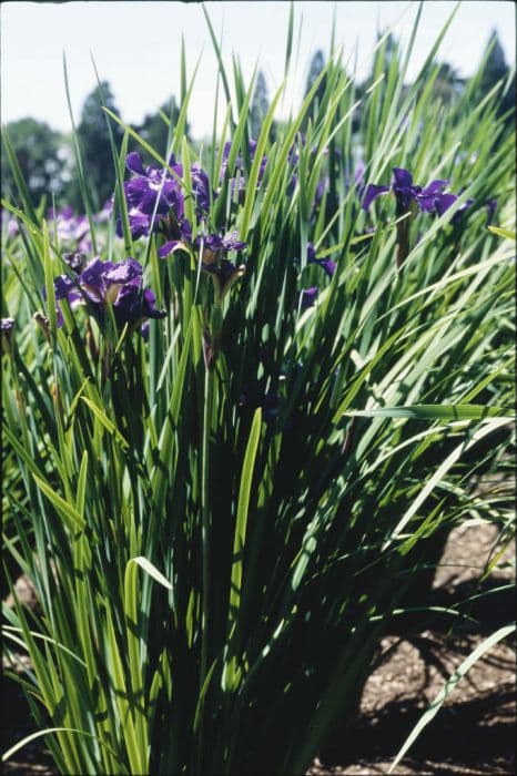 Siberian iris 'Shirley Pope'