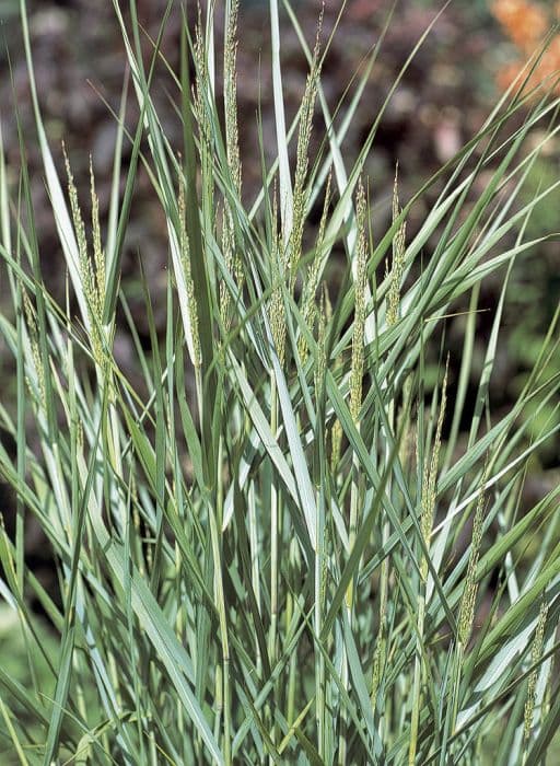 switch grass 'Prairie Sky'