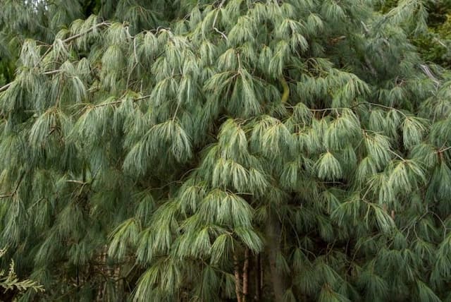 Weymouth pine 'Pendula'