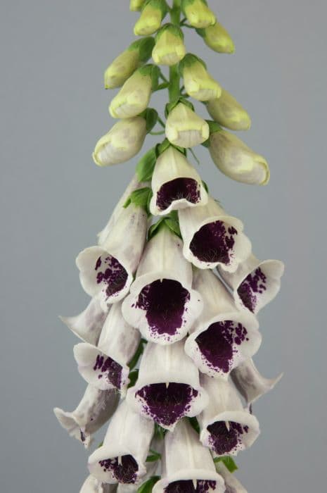 foxglove 'Elsie Kelsey'