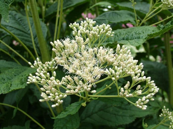 eupatorium 'Bartered Bride'