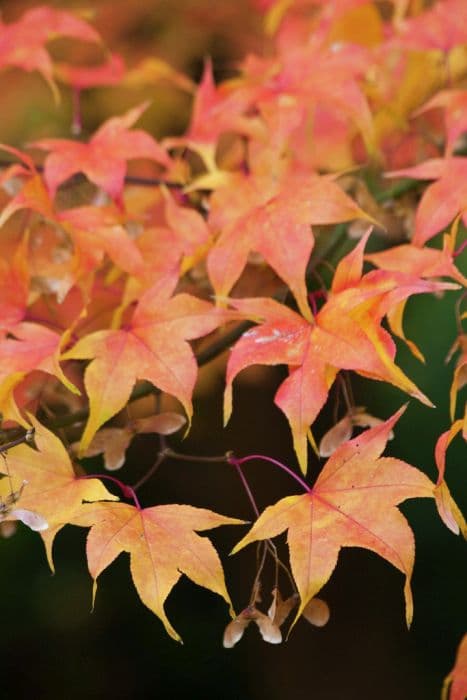 Japanese maple 'Ichigyoji'