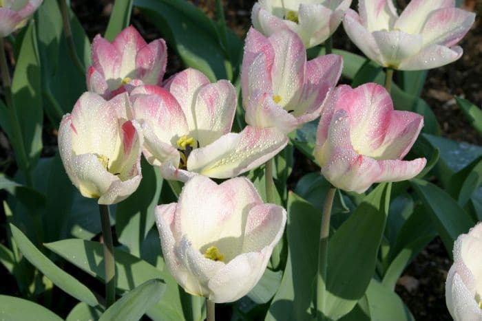 tulip 'Flaming Purissima'