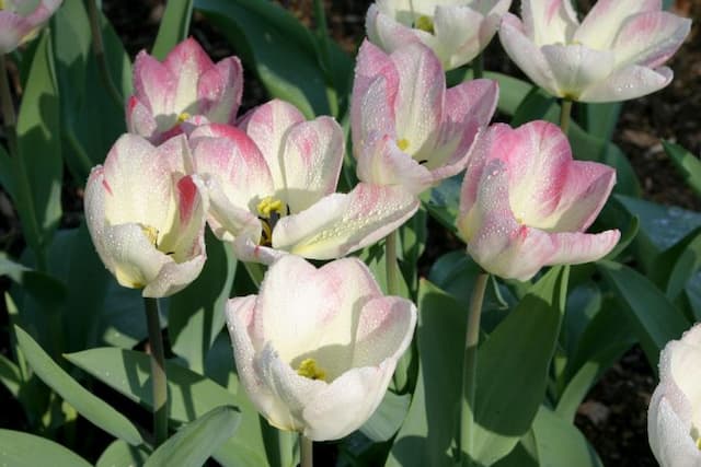 Tulip 'Flaming Purissima'