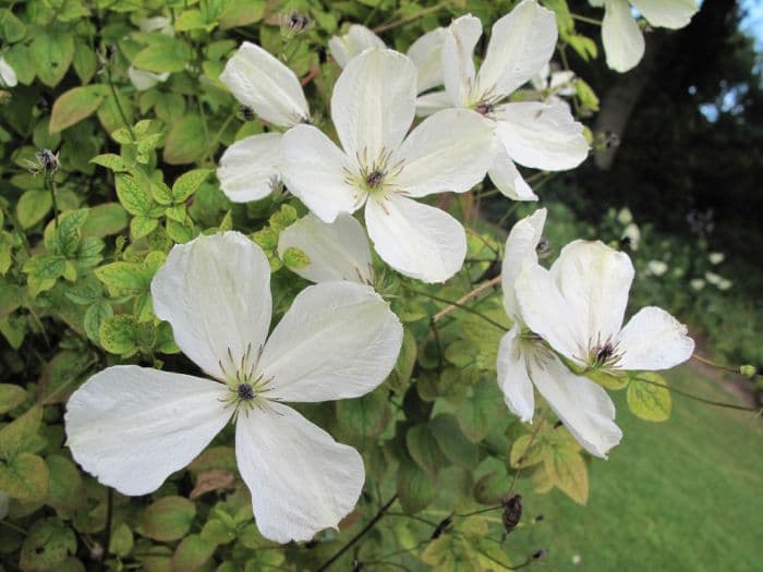 clematis 'Maria Cornelia'