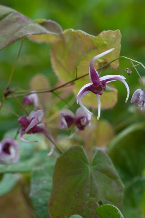 barrenwort 'William Stearn'