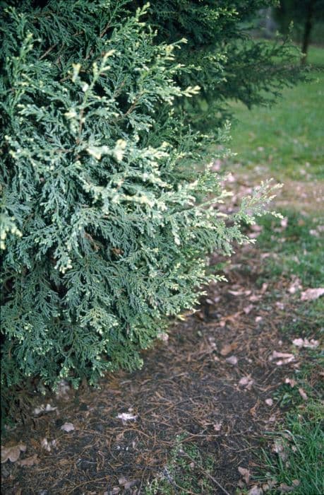 Leyland cypress 'Castlewellan'