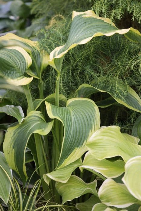 plantain lily 'Atlantis'