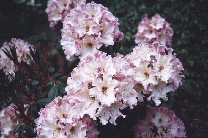 rhododendron 'Lem's Cameo'