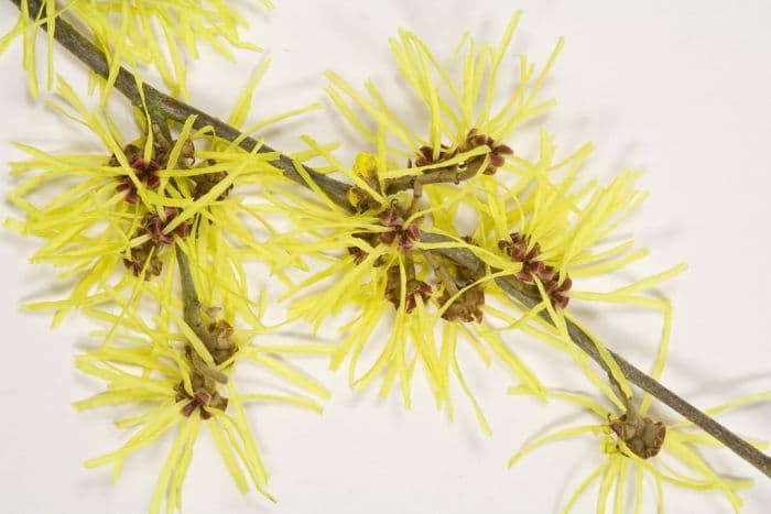 witch hazel 'Anne'