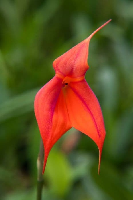 Veitch's Masdevallia