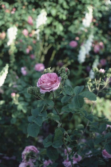 crested moss rose