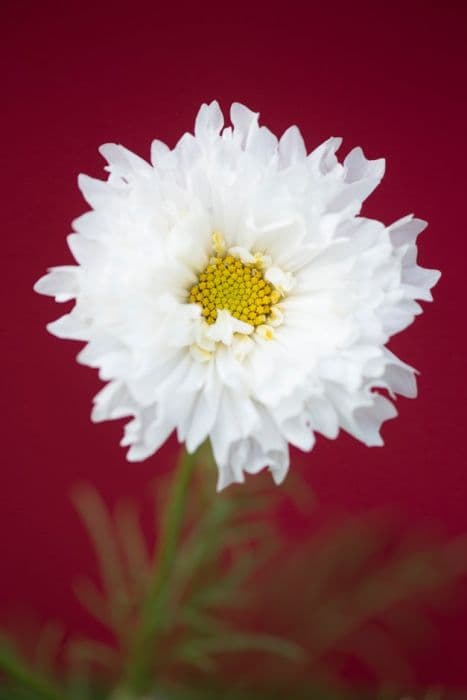 cosmea 'Double Click Snow Puff'