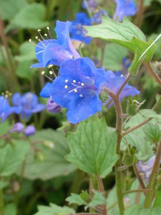 desert bluebell 'Blue Wonder'