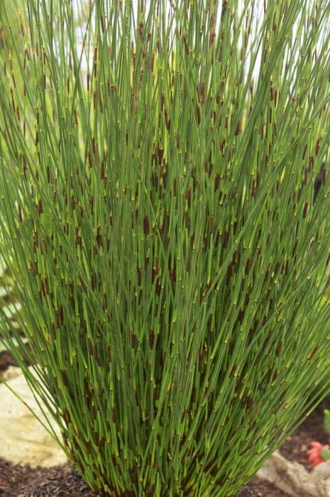 Cape thatching reed